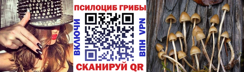 купить наркотик  дарк нет телеграм  Псилоцибиновые грибы Psilocybine cubensis  Добрянка 